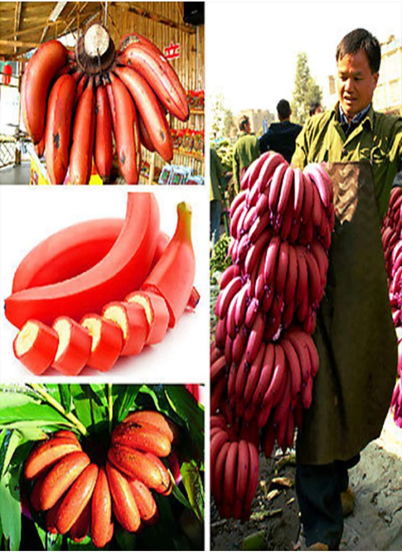 100Pcs Red Banana Seeds Sweet Delicious Fruit Tree Plants Outdoors Garden Decor - Flower Seeds Vegetable Seeds Fruit Seeds Garden Plant Seeds - pzsku/Z1E3383B6785A4C82C424Z/45/_/1733997874/220101e1-c6b5-434a-be76-5451c7120922