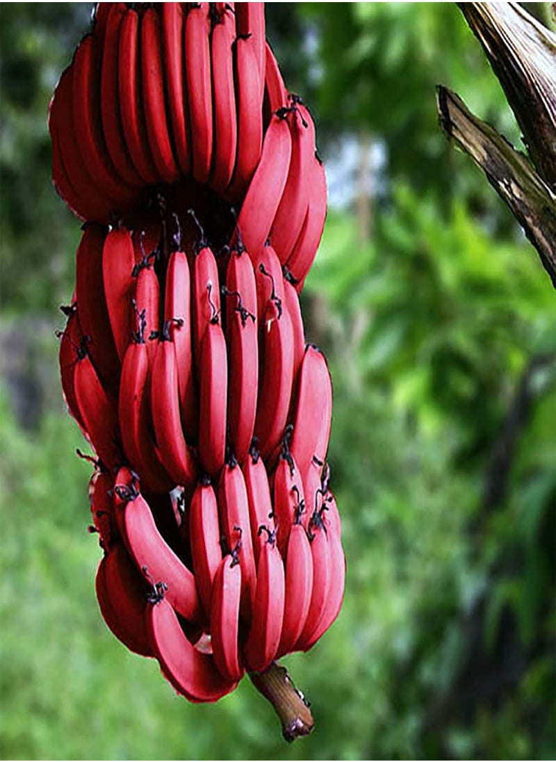 100Pcs Red Banana Seeds Sweet Delicious Fruit Tree Plants Outdoors Garden Decor - Flower Seeds Vegetable Seeds Fruit Seeds Garden Plant Seeds - pzsku/Z1E3383B6785A4C82C424Z/45/_/1733997876/eb4d484c-c63f-4ee6-8ef7-c8872b917a62