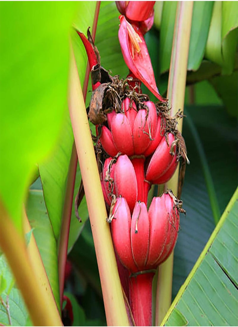 100Pcs Red Banana Seeds Sweet Delicious Fruit Tree Plants Outdoors Garden Decor - Flower Seeds Vegetable Seeds Fruit Seeds Garden Plant Seeds - pzsku/Z1E3383B6785A4C82C424Z/45/_/1733997880/8a9aa9d1-d683-480c-b262-ca52e6415694