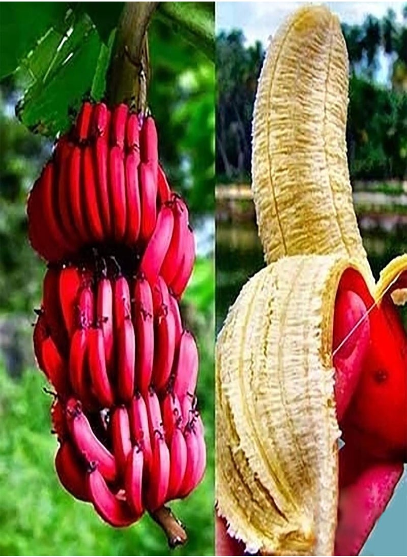 100Pcs Red Banana Seeds Sweet Delicious Fruit Tree Plants Outdoors Garden Decor - Flower Seeds Vegetable Seeds Fruit Seeds Garden Plant Seeds - pzsku/Z1E3383B6785A4C82C424Z/45/_/1733997886/edde50cc-1ab7-4735-9b6e-33942ca84ded