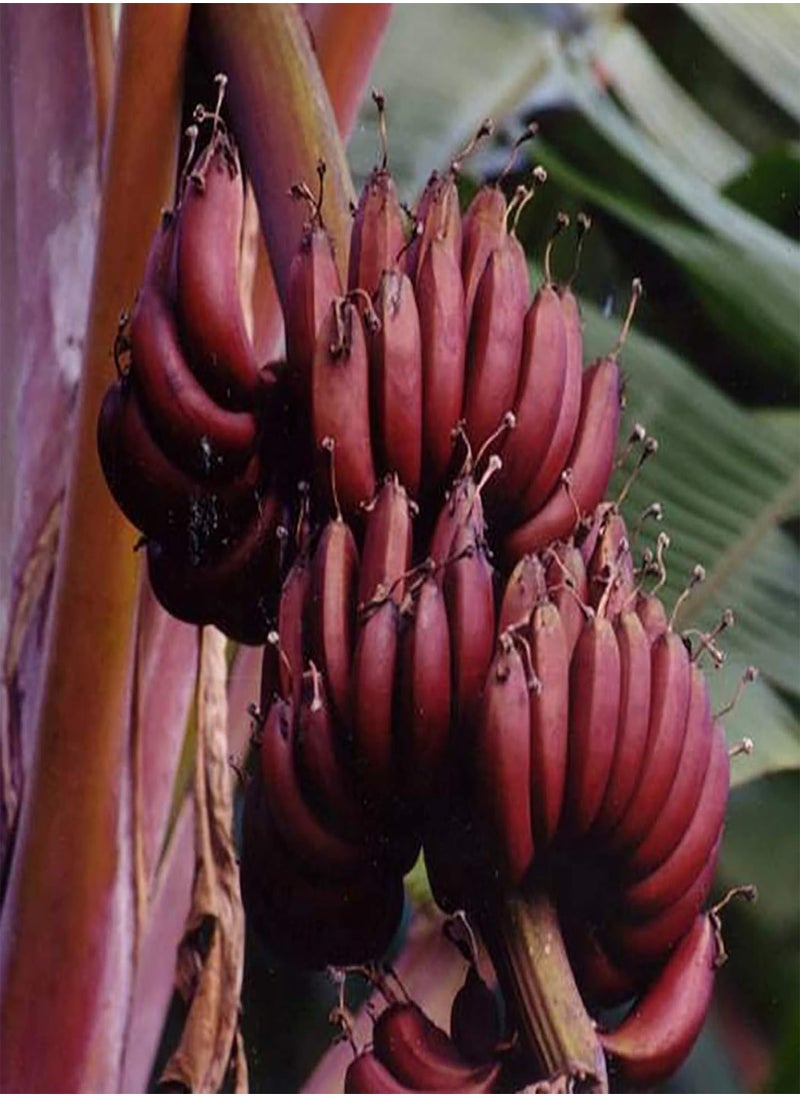 100Pcs Red Banana Seeds Sweet Delicious Fruit Tree Plants Outdoors Garden Decor - Flower Seeds Vegetable Seeds Fruit Seeds Garden Plant Seeds - pzsku/Z1E3383B6785A4C82C424Z/45/_/1733997902/c0d5f264-b170-44cc-9f3c-3ba0c91c9213