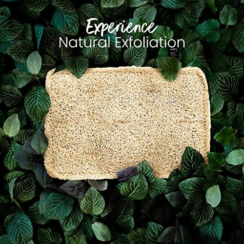 Fabskin Natural Organic Sun Dried Bath Loofah I Body Sponge & Scrubber for Men & Women I Organic Luffa for Bath Shower Skin Exfoliation (Pack of 2) - Image 3