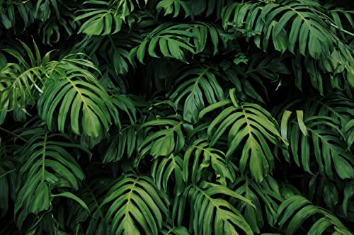 MFWFM Tropical Monstera Wallpaper Banana Leaf Wall Mural Wallpaper for Living Room Bedroom TV Background Wall CoveringNot Peel n Stick - Image 3