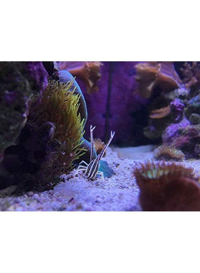 سي تشيم سيشيم هايبرسورب 100 مل - Image 3