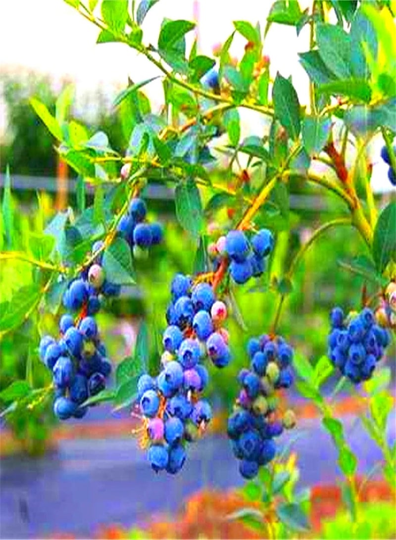 GGOOT Rare Growing Blueberry Seeds UK Plant Seeds for Garden Heirloom Seeds for Planting Gardening Gifts-500pcs - Image 2