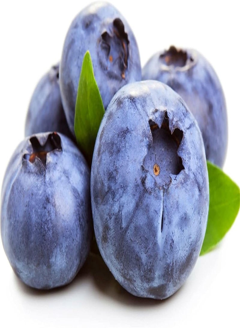 GGOOT Rare Growing Blueberry Seeds UK Plant Seeds for Garden Heirloom Seeds for Planting Gardening Gifts-500pcs - Image 1