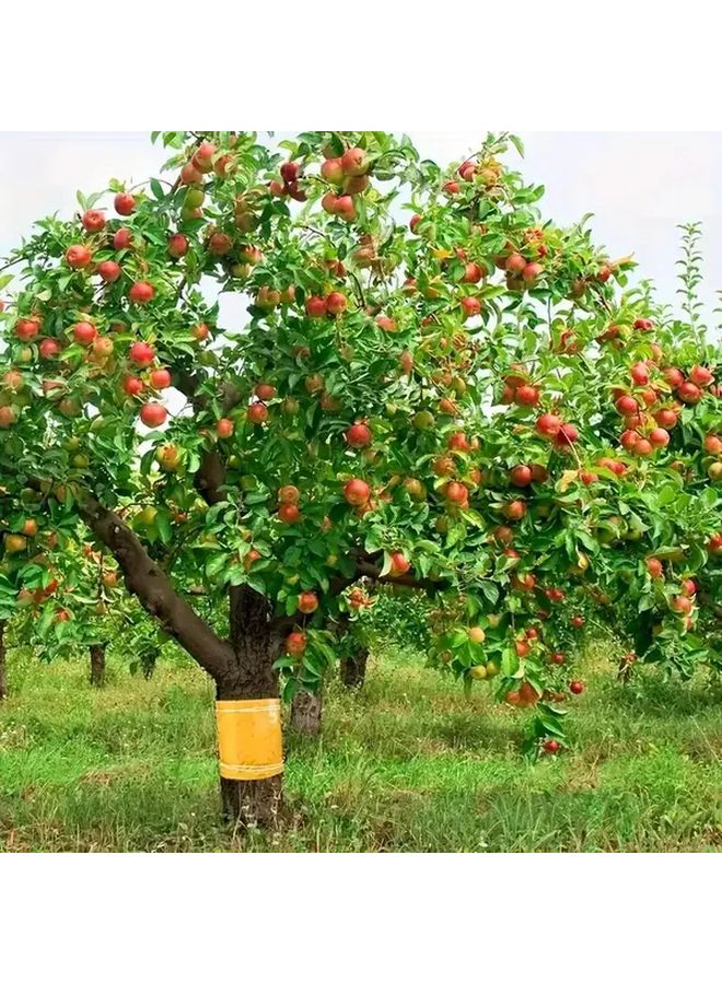 Bright Yellow Self Adhesive Tree Tape 3.94 x 393.7 Inch Pest Control Barrier - Image 4