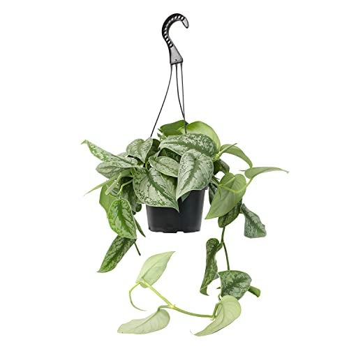 Plants for Pets Silver Satin Pothos Plant Live Plant Hanging Basket, Silver Pothos Hanging Plant Live House Plants Indoors, Real Plants Indoor Live Plants Indoor Plants Live Houseplants Live Indoor by Plants for Pets - Image 3