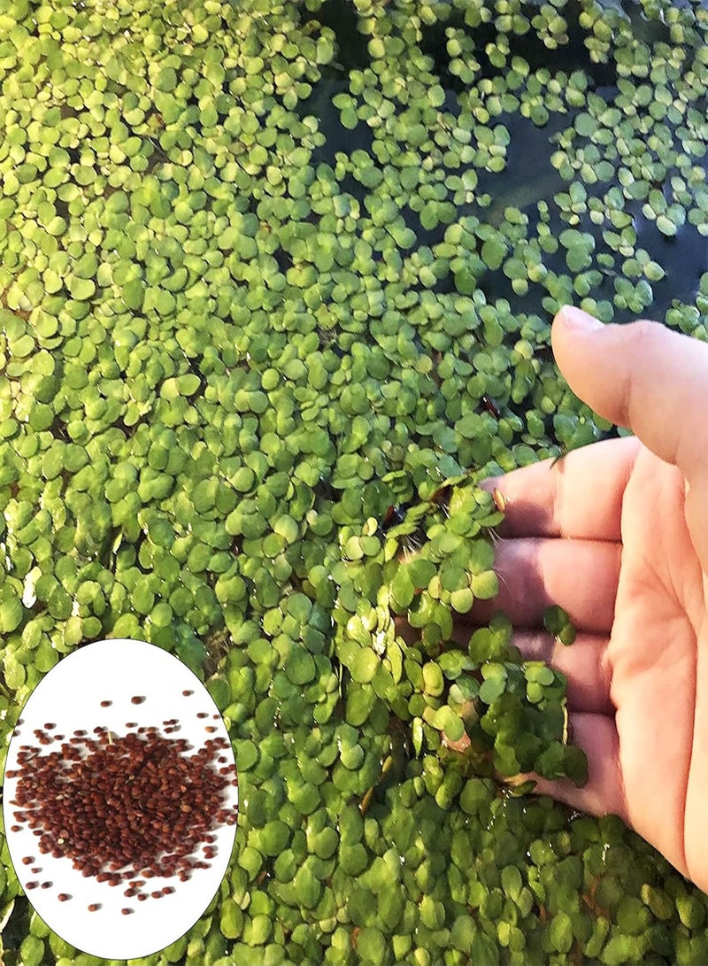 GGOOT 200Pcs Natural Plant Seeds Good Harvest Angiosperm Easy Survive Duckweed Seeds for Farm Planting Garden Outdoor Yard - Duckweed Seeds - Image 1