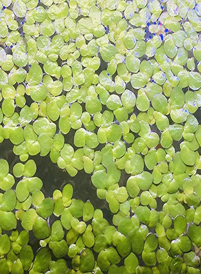 GGOOT 200Pcs Natural Plant Seeds Good Harvest Angiosperm Easy Survive Duckweed Seeds for Farm Planting Garden Outdoor Yard - Duckweed Seeds - Image 5