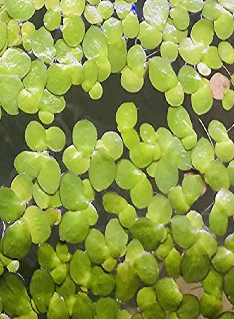 GGOOT 200Pcs Natural Plant Seeds Good Harvest Angiosperm Easy Survive Duckweed Seeds for Farm Planting Garden Outdoor Yard - Duckweed Seeds - Image 4