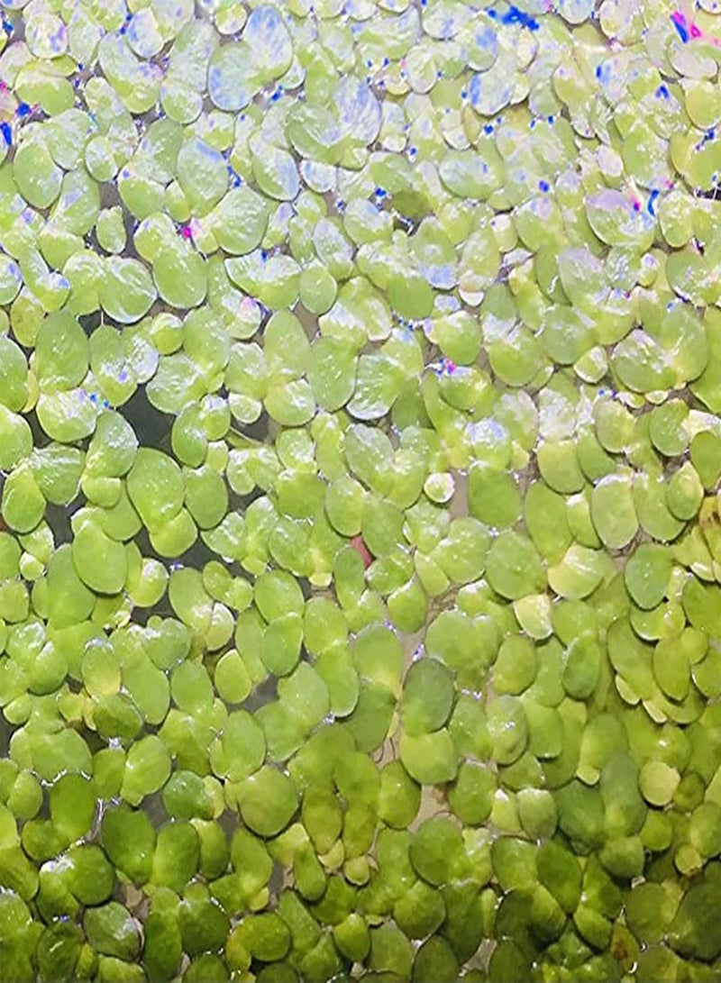 GGOOT 200Pcs Natural Plant Seeds Good Harvest Angiosperm Easy Survive Duckweed Seeds for Farm Planting Garden Outdoor Yard - Duckweed Seeds - Image 3