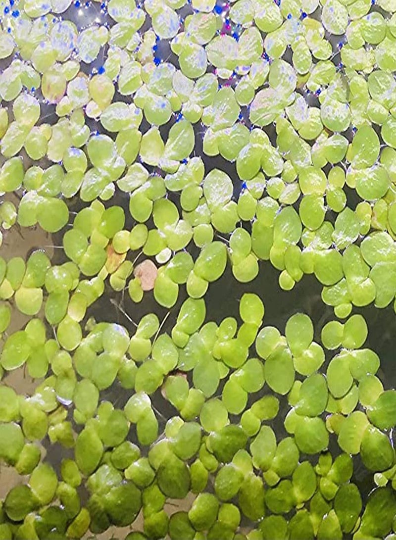 GGOOT 200Pcs Natural Plant Seeds Good Harvest Angiosperm Easy Survive Duckweed Seeds for Farm Planting Garden Outdoor Yard - Duckweed Seeds - Image 2