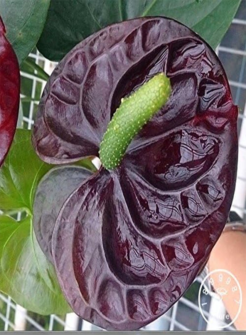 جي جوت بذور 50 جزءًا/كيس نادر بذور زهرة أنثوريوم بذور بذور نبات شرفة في مزهرية أنثوريوم زهور للحديقة المنزلية DIY، x52ii1 - Image 2