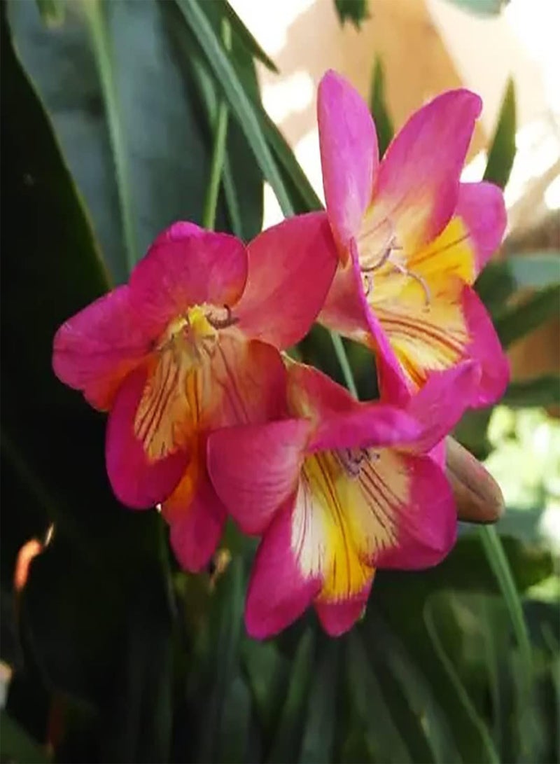 GGOOT 10pcs Roze Freesia Bollen Grote Keuze voor DIY Tuin Art Home Decor Spreads Betoverende Geur Trekken Vlinders Bijen Beginners - Image 2