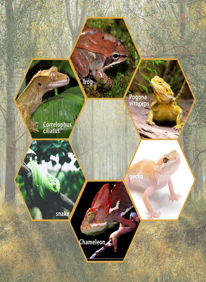 Repticircle Cork Branch for Reptiles - 11.8" Natural Climbing Wood Sticks for Crested Geckos, Tree Frogs, Bearded Dragons, Snakes, Lizards & Chameleons - Perfect Terrarium Habitat Decor - Image 4