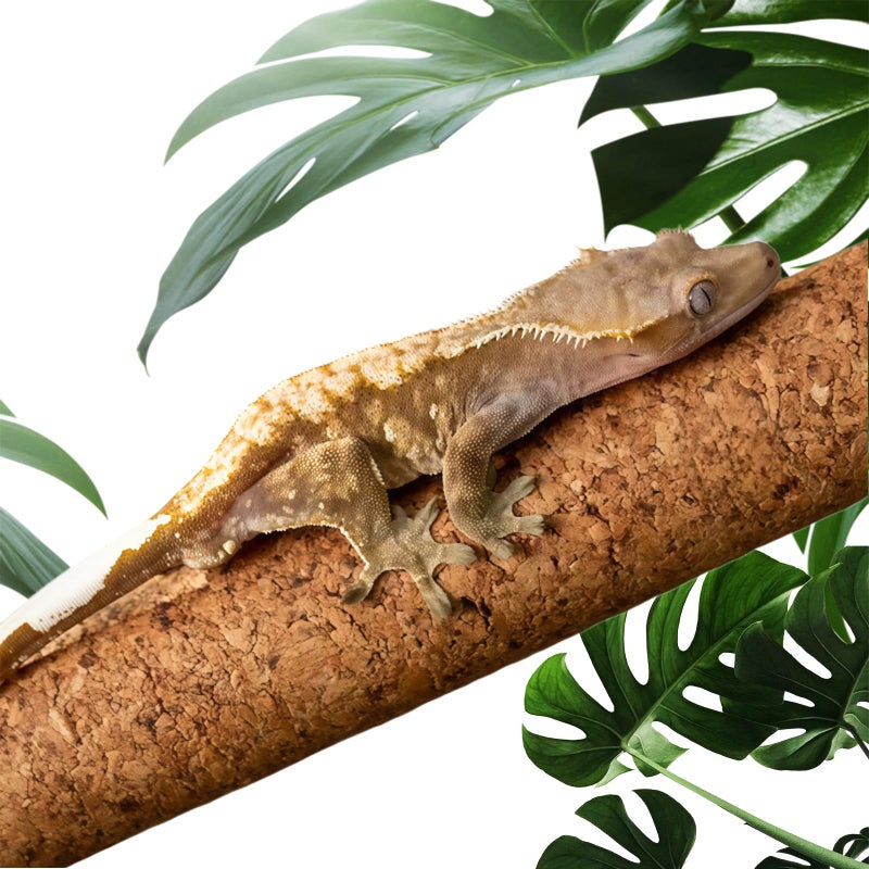 Repticircle Cork Branch for Reptiles - 11.8" Natural Climbing Wood Sticks for Crested Geckos, Tree Frogs, Bearded Dragons, Snakes, Lizards & Chameleons - Perfect Terrarium Habitat Decor - Image 1