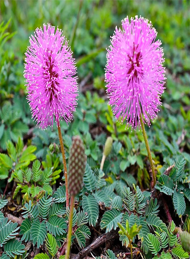 GGOOT 100 pcs Sensitive Plant Seeds ~Mimosa pudica~ Leaves That Move! Shy Plant ~ Bashful Plant ~ Touch-Me-Not
