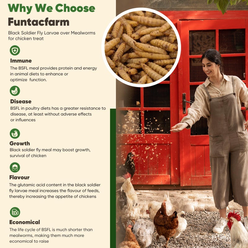 Funtacfarm Dried Worms Black Solider Fly Larvae 5LB, Superior to Mealworms Chicken Treat, 86x Calcium Than Meal Worms, 100% Non-GMO Organic Chicken Feed - Image 4