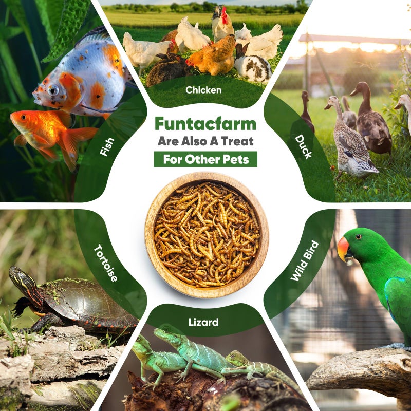 Funtacfarm Dried Worms Black Solider Fly Larvae 5LB, Superior to Mealworms Chicken Treat, 86x Calcium Than Meal Worms, 100% Non-GMO Organic Chicken Feed - Image 5