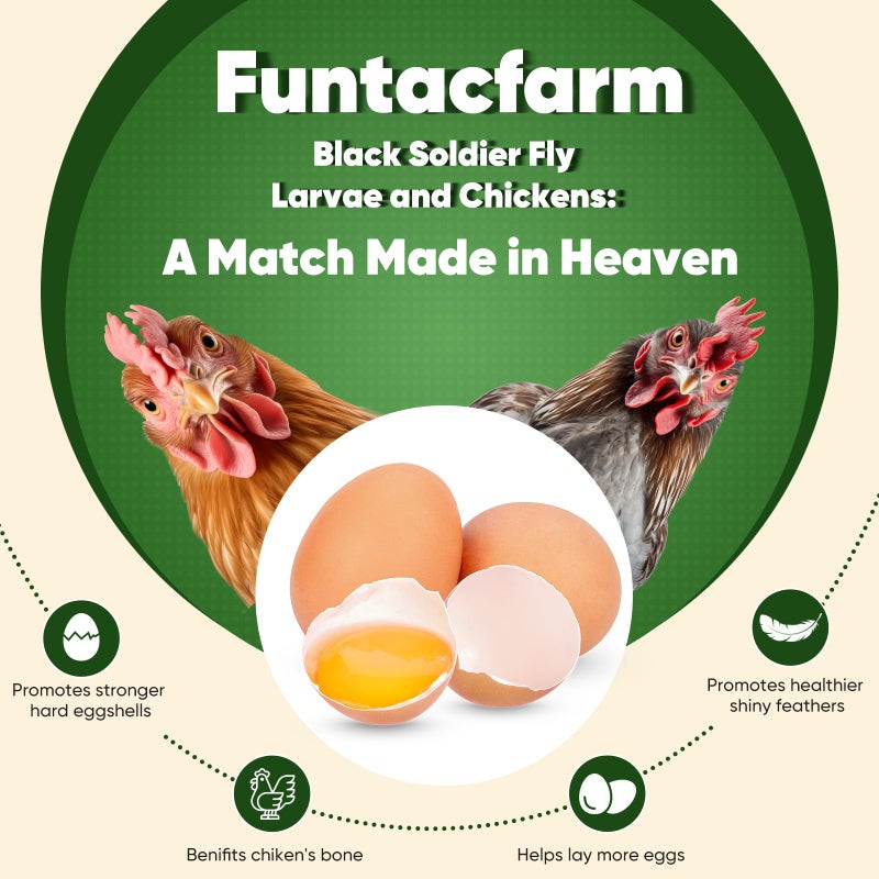 Funtacfarm Dried Worms Black Solider Fly Larvae 5LB, Superior to Mealworms Chicken Treat, 86x Calcium Than Meal Worms, 100% Non-GMO Organic Chicken Feed - Image 3