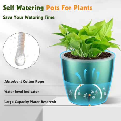KvyusFlourish Self Watering Pots for Indoor Plants, 12-Pack 5'' Self Watering Planter with Drainage Holes, Small African Violet Pots with Water Indicator, Clear Wick Pot, White/Black/Blue/Rose Gold - Image 5