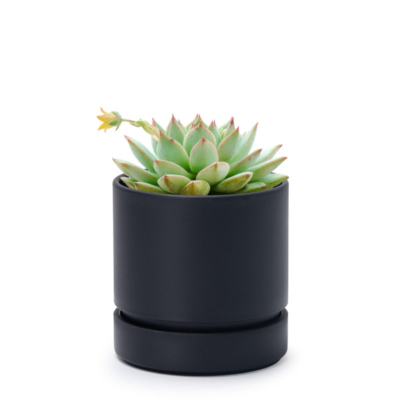 Phoenix Vine 4 Inch Planter Pot with Drainage Hole & Saucer, Deep Water Catch Tray, Straight Cylindrical Round Pot for Plants, Matte Black, Pack of 1, 23-C-R-1 - Image 1