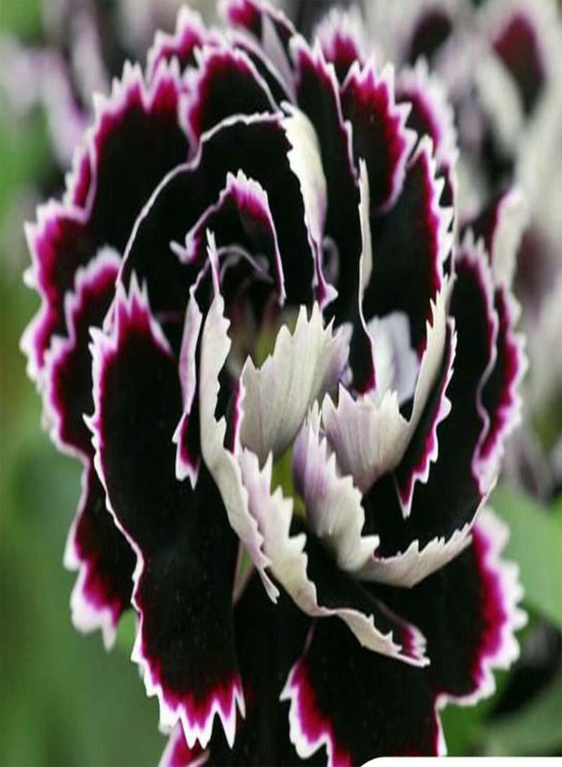 GGOOT 1900 Seeds of Flower - Baby Doll - Dianthus Heddewigii