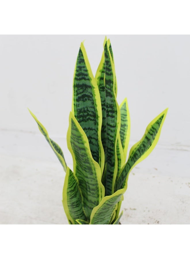 MARCOLO Artificial Snake Plant 65cm in Black Pot, Green with Yellow Edges, Faux Sansevieria Indoor Decor - Image 2