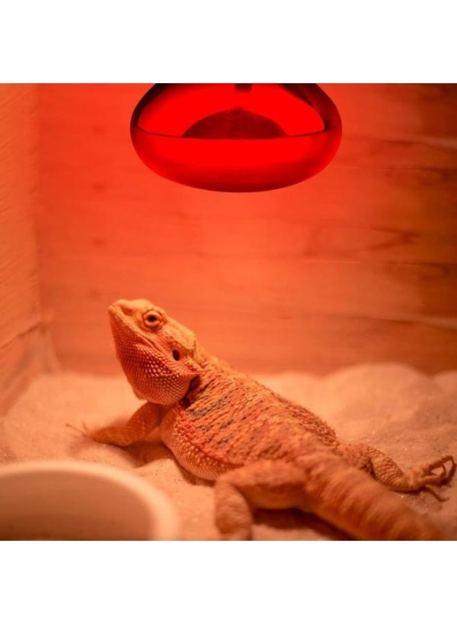 NomoyPet مصباح ليلي أحمر دائري من نوموي بيت - ND-21 (100 واط) - Image 2
