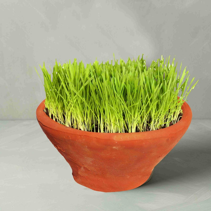 Pure Source India Natural Clay Dahi Handi/Mitti Handi/Curd Pot Without lid (400ML) - Image 4