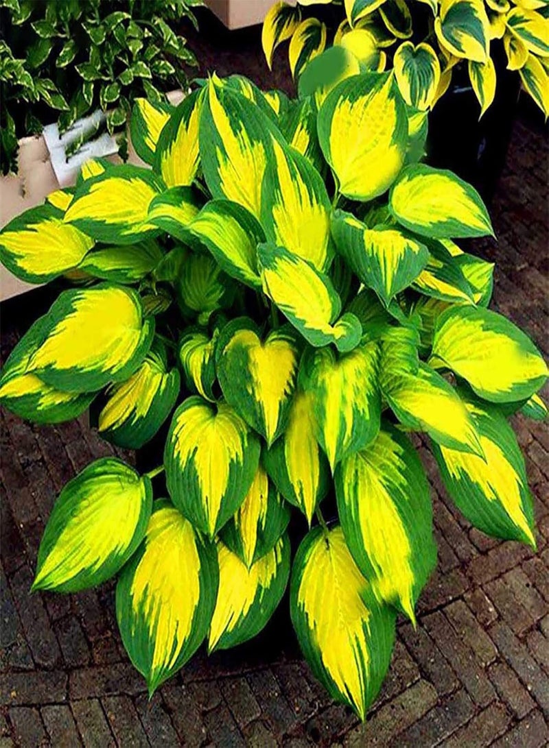 GGOOT Seed for Planting,200Pcs/Bag Hosta Seeds DIY Decorative Attractive Mixed Color Fragrant Hosta Plantaginea Bonsai Seeds for Outdoor Grass Seeds for-Purple White-Hosta Seeds - Image 3