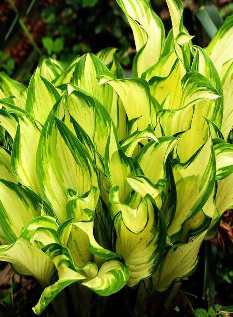 GGOOT Seed for Planting,200Pcs/Bag Hosta Seeds DIY Decorative Attractive Mixed Color Fragrant Hosta Plantaginea Bonsai Seeds for Outdoor Grass Seeds for-Purple White-Hosta Seeds - Image 5