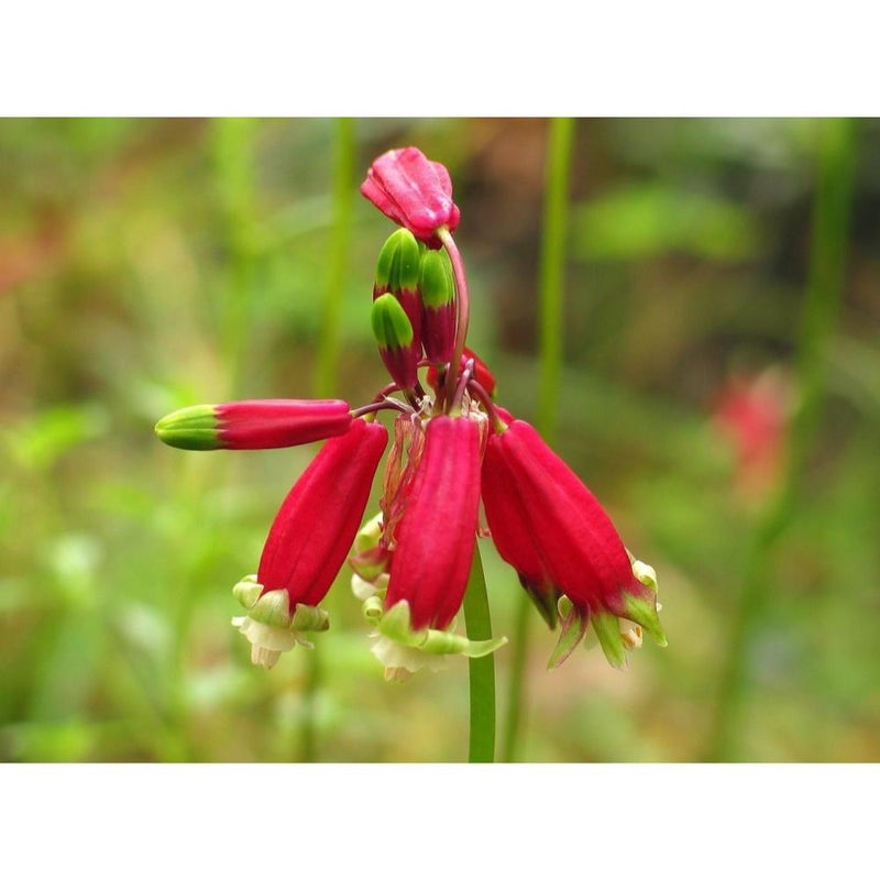 ١٠ بذور زهرة الألعاب النارية، ديكيلوستيما إيدا-مايا، نبات معمر قوي - Image 1