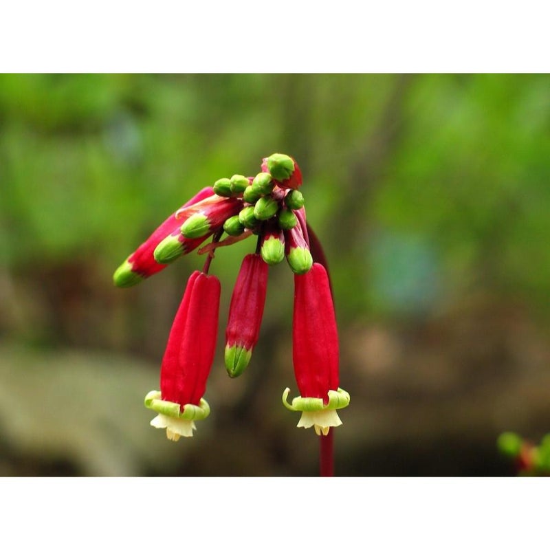 ١٠ بذور زهرة الألعاب النارية، ديكيلوستيما إيدا-مايا، نبات معمر قوي - Image 2