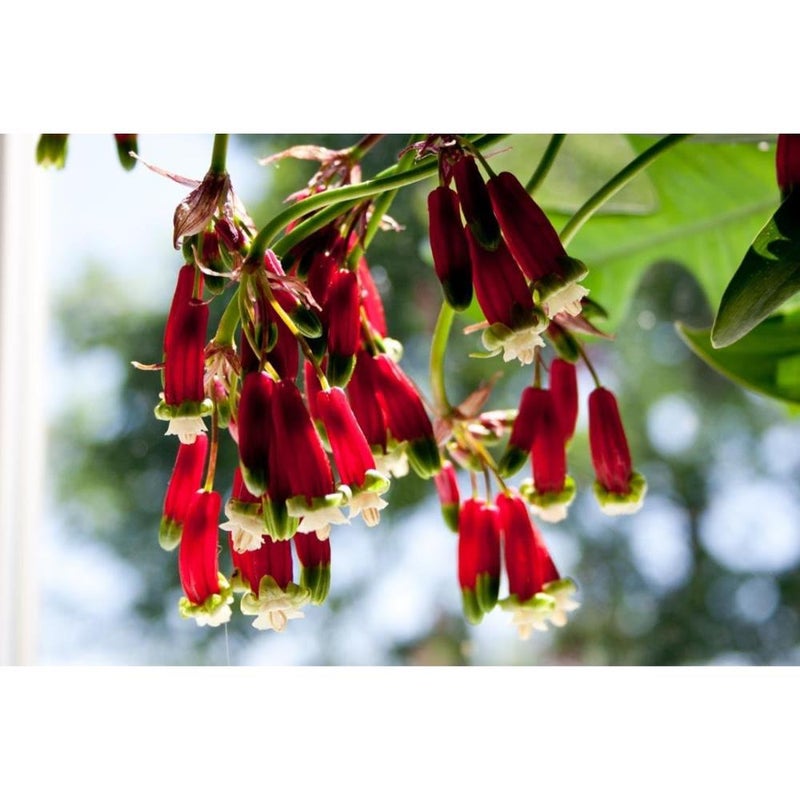 ١٠ بذور زهرة الألعاب النارية، ديكيلوستيما إيدا-مايا، نبات معمر قوي - Image 4