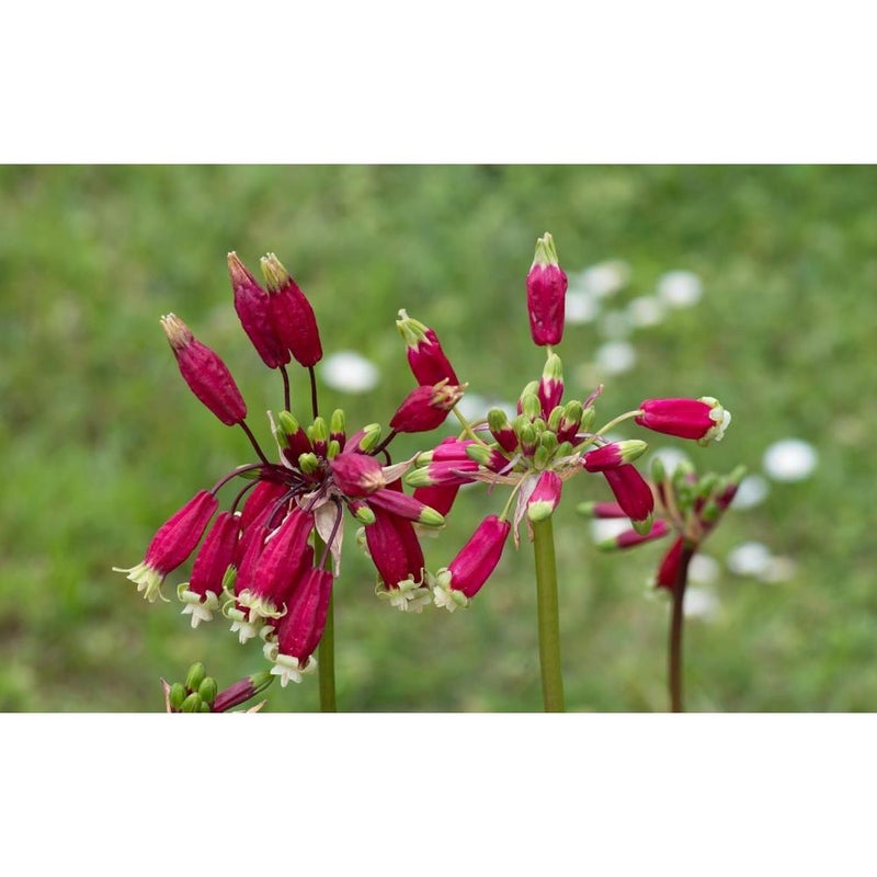 ١٠ بذور زهرة الألعاب النارية، ديكيلوستيما إيدا-مايا، نبات معمر قوي - Image 3