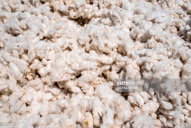 Pmw - Unprocessed Cotton with Seeds - for Making Wicks - 500 Grams - Image 5
