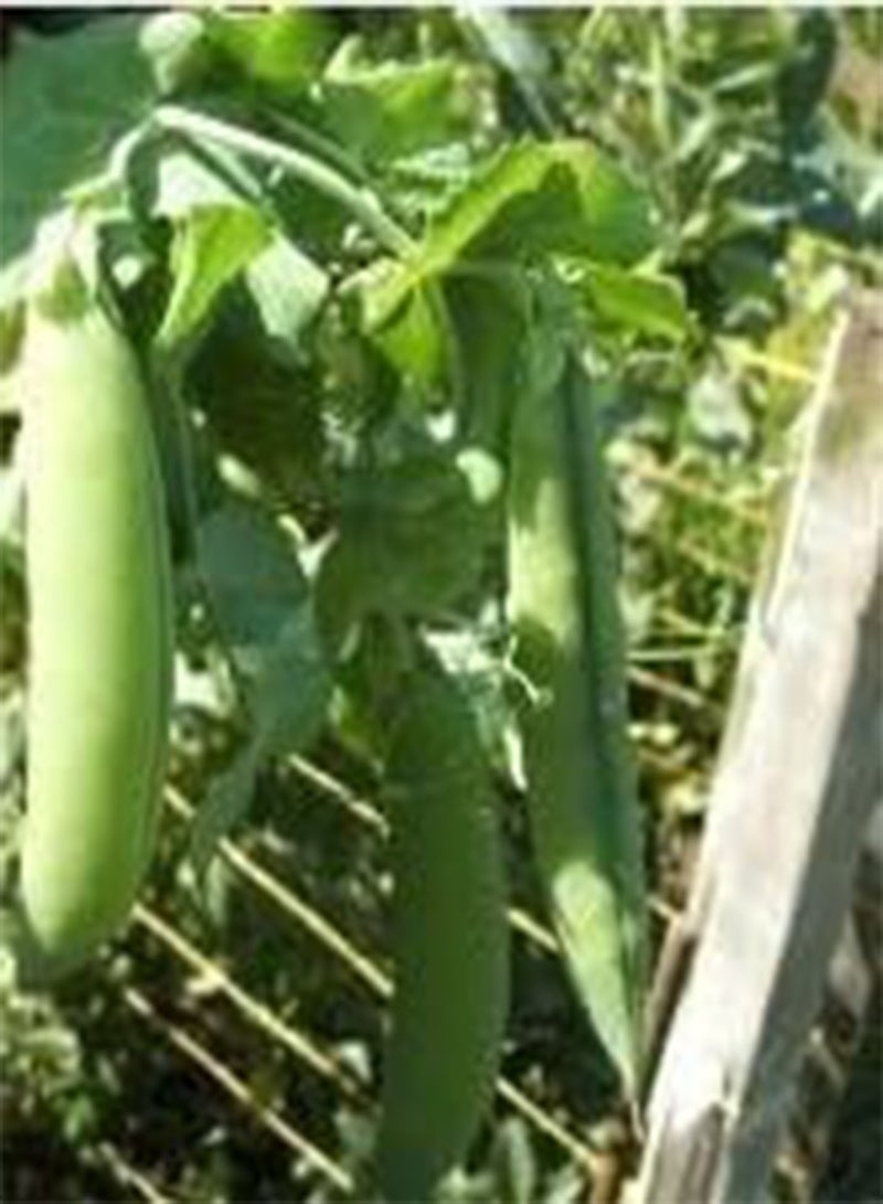 GGOOT Exhibition Vegetable -  Pea - Ne Plus Ultra - 50