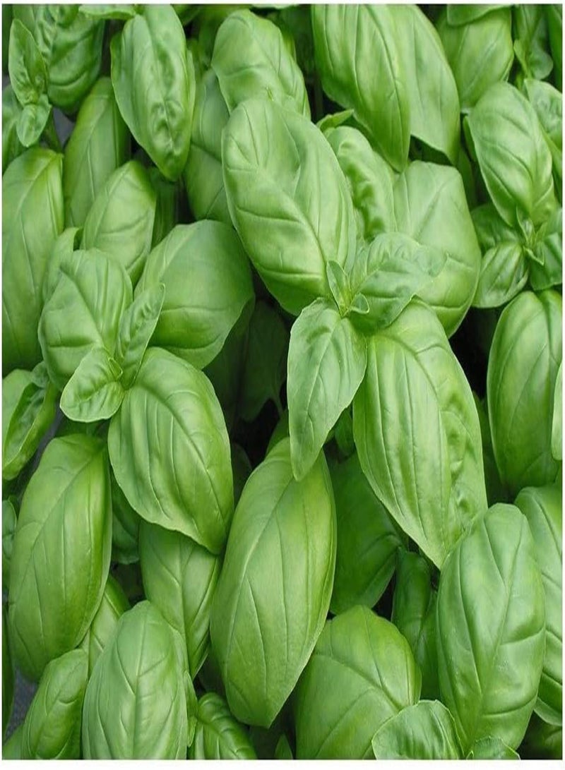 جي جوت عشبة - ريحان - جينوفيز - 14 جرام ~ 8100 أجود أنواع الأعشاب - Image 3