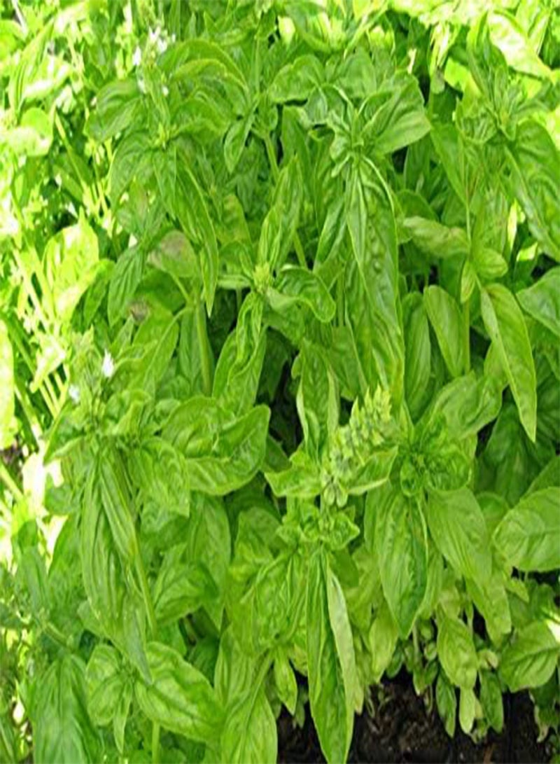 جي جوت عشبة - ريحان - جينوفيز - 14 جرام ~ 8100 أجود أنواع الأعشاب - Image 2