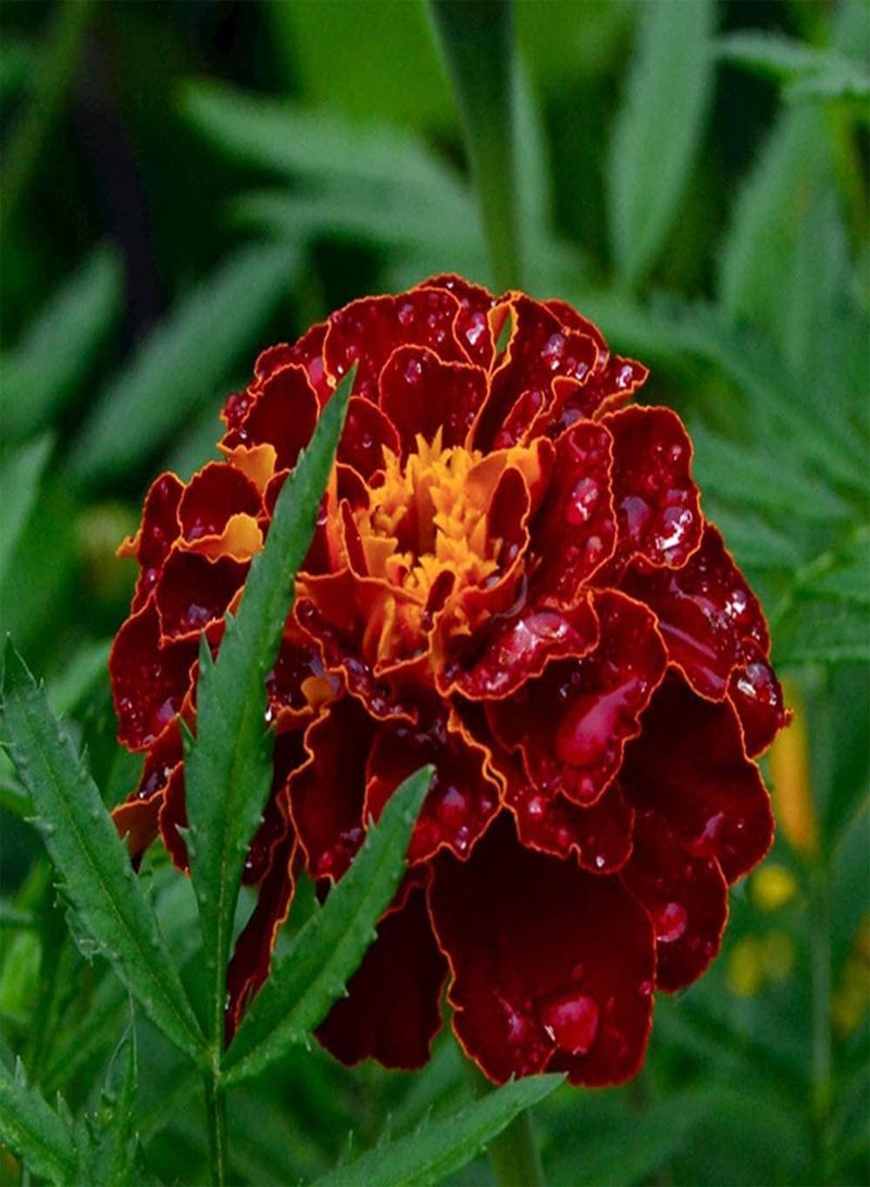 GGOOT 50pcs Marigold Seeds Perennial Flowers for Planting Aromatic Landscape Decoration Attracting Butterflies Bees Beautiful Gardening Landscape - Image 3