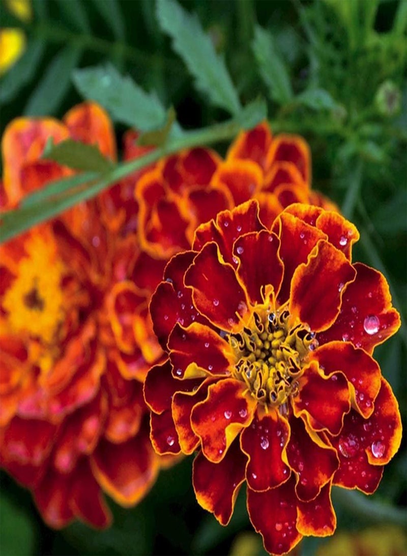 GGOOT 50pcs Marigold Seeds Perennial Flowers for Planting Aromatic Landscape Decoration Attracting Butterflies Bees Beautiful Gardening Landscape - Image 2