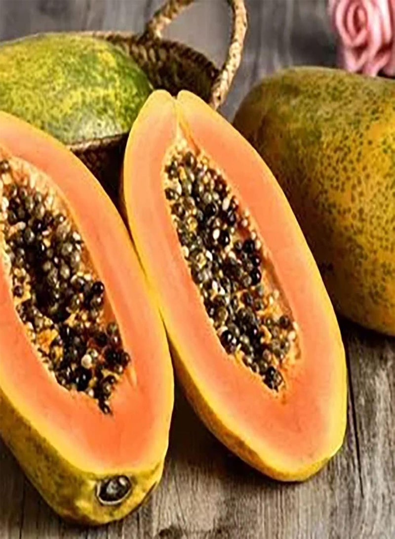 جي جوت 20 قطعة من بذور البابايا، فاكهة خشبية معمرة، صنف مبتدئ، لا يحتاج إلى الكثير من العناية، تطابق مثالي مع الفواكه الأخرى التي يحبها الجميع - Image 1