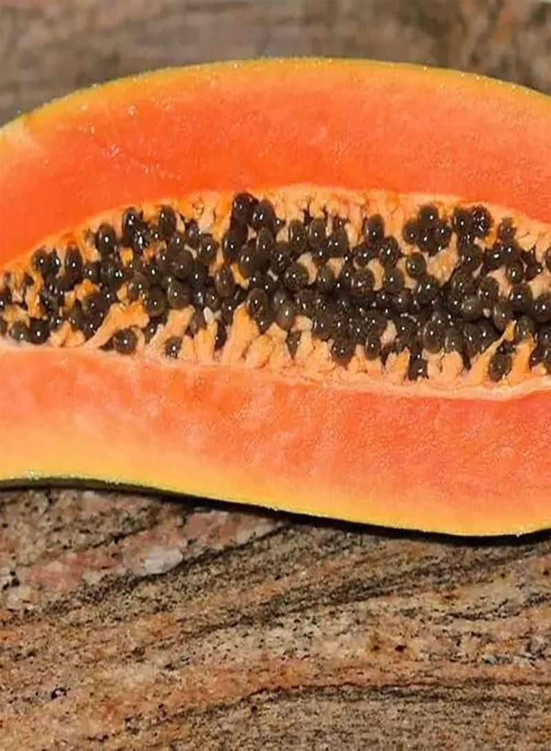 جي جوت 20 قطعة من بذور البابايا، فاكهة خشبية معمرة، صنف مبتدئ، لا يحتاج إلى الكثير من العناية، تطابق مثالي مع الفواكه الأخرى التي يحبها الجميع - Image 2