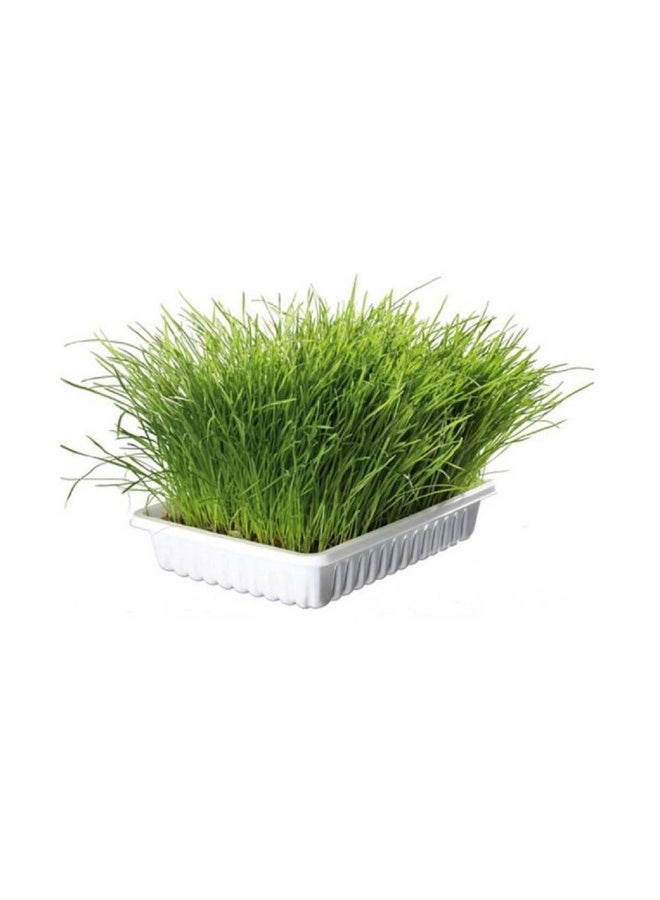 Trixie عشب القطط من تريكسى في صينية - 100 جرام