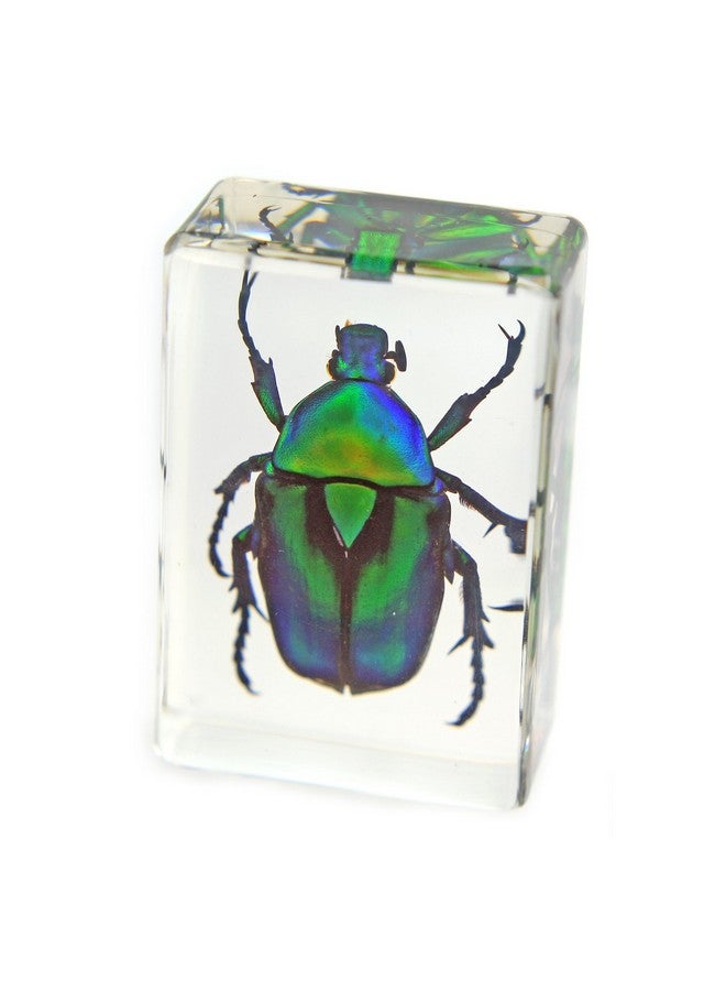 REALBUG Green Chafer Beetle Paperweight (1 1/8 x 1 3/4 x 3/4) - Image 1