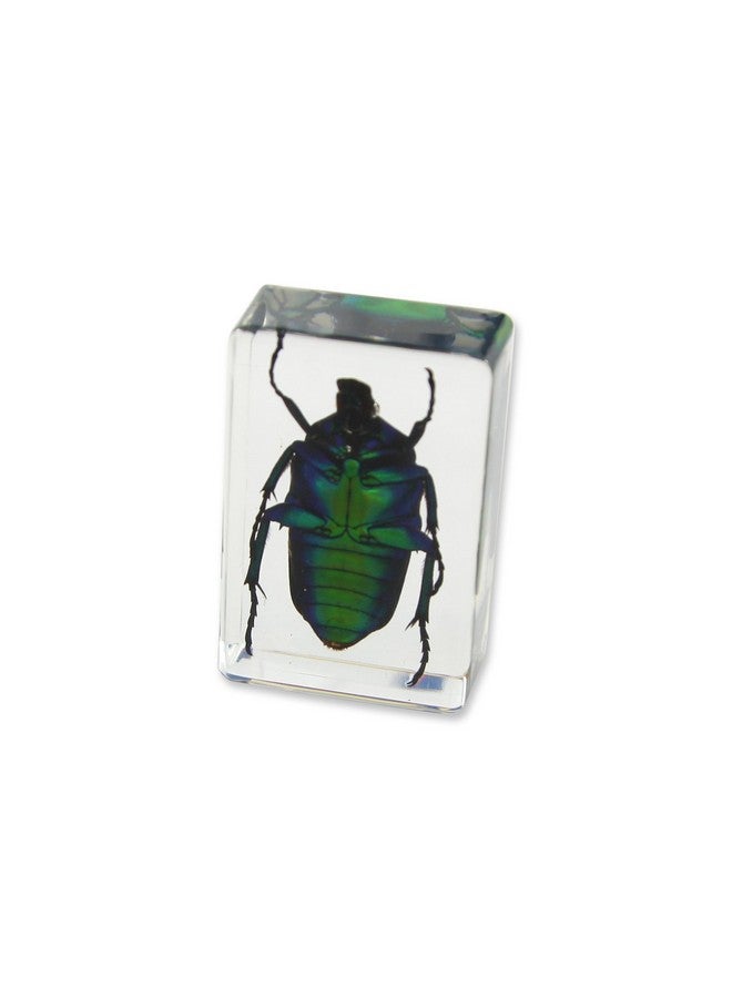 REALBUG Green Chafer Beetle Paperweight (1 1/8 x 1 3/4 x 3/4) - Image 3