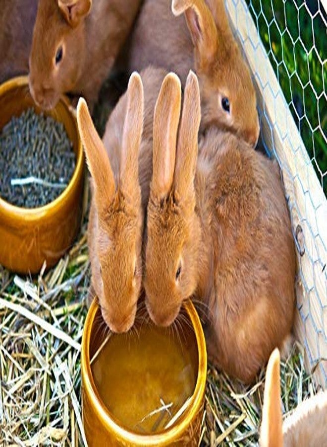 One Top 100% Natural Rabbit Growth Foods Dry Rabbit,Hamster,Guinea Pigs PELLETS Rabbit Foods (500 gm) - Image 4