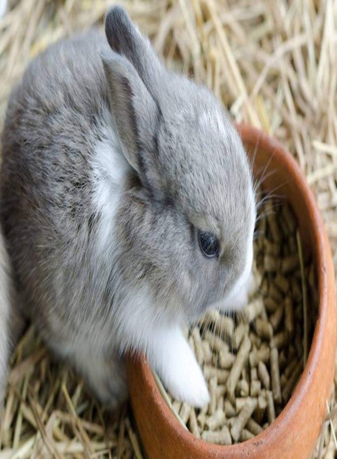 One Top 100% Natural Rabbit Growth Foods Dry Rabbit,Hamster,Guinea Pigs PELLETS Rabbit Foods (500 gm) - Image 3